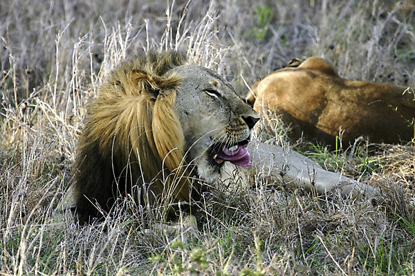 포토 JPG 해외이미지 동물 야생동물 아프리카 자연 사람없음 고양이 사자 탄자니아 해외202004 해외포토 나라 포유류 반려동물 생태계 파일형식 이미지허브