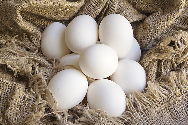 포토 JPG 해외이미지 동물 음료 음식 백그라운드 패턴 표면 실내 건강 사람없음 갈색 계란 시골 직물 신선 면 거친 그룹 중앙 먹기 삼베 순수 오브젝트 유기농 질감 심플 캔버스 섬유 무료 생식 아마 평야 해외202004 해외포토 웰빙 꽃 컬러 컨셉 무늬 모션 자연 내부 알 파일형식 천_직물 이미지허브