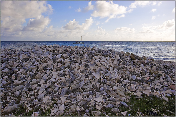 포토 JPG 해외이미지 나무 구름 계절 잎 밭 자연 하늘 날씨 풍경 사람없음 야외 초록색 여름 파란색 햇빛 태양 환경 침묵 신선 땅 조경 장면 넘어짐 평야 수평선 해외202004 해외포토 자연요소 식물 컬러 농업 모션 소리 생태계 파일형식 이미지허브