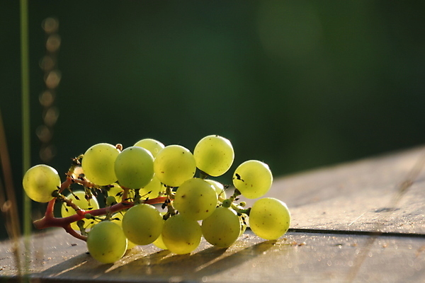 포토 JPG 해외이미지 식물 과일 포도 사람없음 장식 신선 잡종 해외202004 해외포토 파일형식 이미지허브
