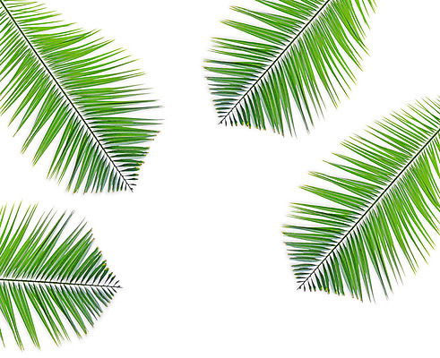 포토 JPG 해외이미지 나무 식물 줄기 백그라운드 잎 패턴 곡선 부분 자연 손바닥 사람없음 초록색 여름 성장 흰색 나뭇가지 숲 싱글 코코넛 내추럴 고립 해외202004 해외포토 손 계절 선 컬러 무늬 과일 생태계 파일형식 이미지허브