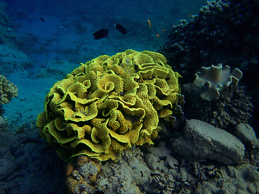 포토 JPG 해외이미지 바다 이집트 사람없음 빨간색 수중 산호 해외202004 해외포토 컬러 아프리카 자포동물 파일형식 이미지허브