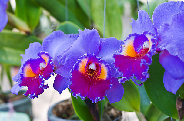 포토 JPG 해외이미지 식물 디자인 꽃잎 꽃 분홍색 꽃다발 잎 꽃무늬 패턴 자연 사람없음 장식 여름 환경 정원 보라색 봄 벚꽃 흰색 나뭇가지 시골 난초 우아함 닫기 배열 제비꽃 보케 향 내추럴 해외202004 해외포토 나무 계절 컬러 컨셉 무늬 모션 생태계 파일형식 이미지허브