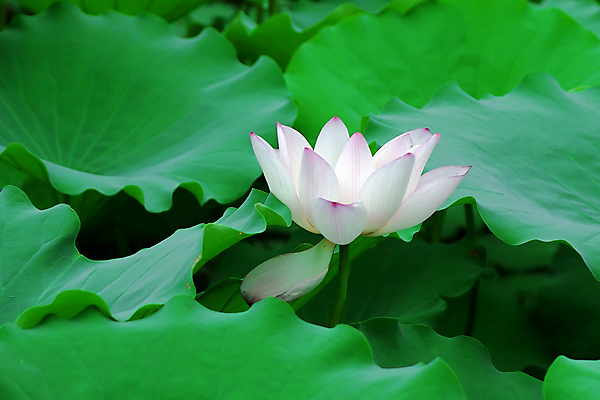 포토 JPG 해외이미지 연꽃 사람없음 눈송이 감사 해외202004 해외포토 꽃 감정 눈_날씨 파일형식 이미지허브