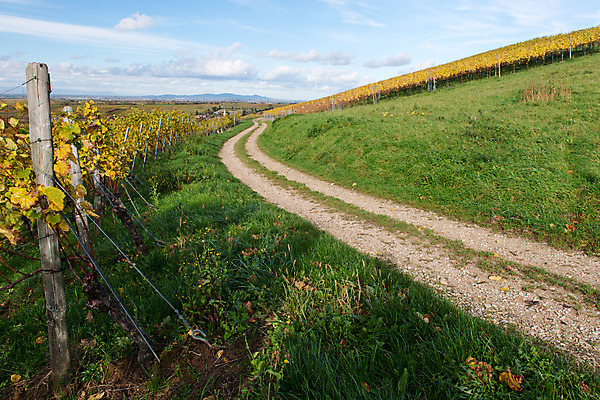 포토 JPG 해외이미지 식물 계절 유럽 산업 문화 지구 음식 여행 잎 밭 농업 과일 자연 하늘 포도 풍경 사람없음 야외 초록색 여름 파란색 농장 와인 계곡 수확 성장 가을 시골 땅 지중해 언덕 유기농 포도밭 포도나무 지역 내추럴 땅바닥 밭일 양조장 세련 해외202004 해외포토 웰빙 나라 바다 컬러 바닥 주류 과일나무 생태계 파일형식 이미지허브