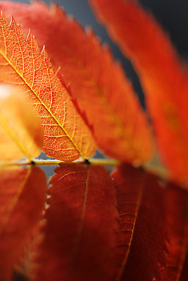 포토 JPG 해외이미지 나무 잎 오렌지 자연 사람없음 빨간색 가을 묘사 내추럴 해외202004 해외포토 식물 계절 컬러 과일 생태계 파일형식 이미지허브