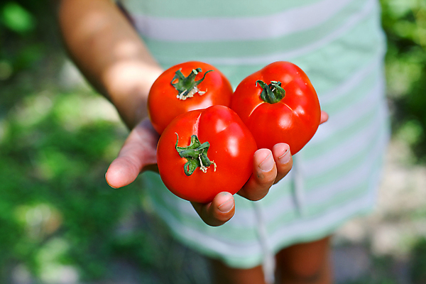 포토 JPG 해외이미지 식물 라이프스타일 손 어린이 음식 잎 밭 농업 토마토 채소 오렌지 과일 자연 포도 아침 새로움 건강 소년 사람없음 빨간색 초록색 여름 농작물 햇빛 정원 샐러드 가을 신선 잡기 원형 시장 맛 먹기 주기 유기농 공유 내추럴 숙성 채식주의자 많음 해외202004 해외포토 주간 도형 웰빙 계절 남자 산업 컬러 컨셉 모션 사람 생활 신체부위 태양 생태계 채식 파일형식 이미지허브