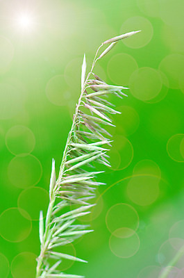 포토 JPG 해외이미지 식물 백그라운드 꽃무늬 일러스트 자연 잔디 사람없음 초록색 여름 맑음 봄 큼 보케 해외202004 해외포토 계절 꽃 컬러 무늬 날씨 크기 생태계 파일형식 이미지허브