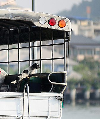 포토 JPG 해외이미지 동물 여행 가방 사람없음 반려동물 우정 관찰 기다림 개 해외202004 해외포토 잡화 포유류 모션 친구 파일형식 이미지허브