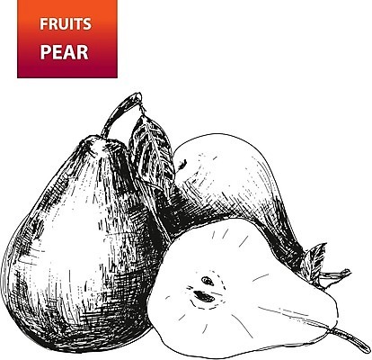 EPS 해외이미지 식물 음식 백그라운드 잎 꽃무늬 과일 일러스트 재료 자연 디저트 건강 요리 미술 그래픽 정원 검은색 수확 골동품 과수원 그림 원예 복고 판화 내추럴 고립 식용 옛날 해외202004 해외일러스트 꽃 컬러 무늬 농업 문화예술 취미 생태계 파일형식 벡터 이미지허브