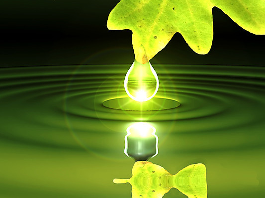 포토 JPG 해외이미지 식물 백그라운드 잎 자연 사람없음 초록색 물 환경 정원 스파 봄 물방울 신선 떨어짐 이슬 빗방울 묘사 에코 질감 내추럴 고립 생태학 카피스페이스 해외202004 해외포토 자연요소 계절 교육 컬러 컨셉 공백 비_날씨 생태계 파일형식 이미지허브