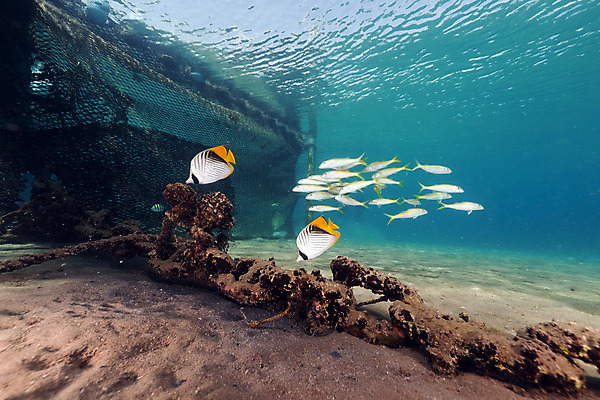 포토 JPG 해외이미지 식물 동물 모래 바다 백그라운드 자연 표면 어류 풍경 사람없음 물 파란색 컬러풀 햇빛 태양 바닷속 수중 광선 산호 아래 다이빙 장면 암초 깊이 소금물 이국적 침몰 파라다이스 해외202004 해외포토 자연요소 컬러 수영 수중동물 자포동물 방향 생태계 위치 수중스포츠 파일형식 이미지허브