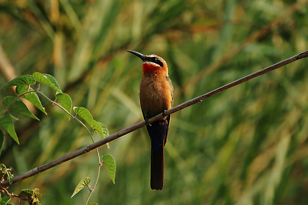 포토 JPG 해외이미지 동물 야생동물 오렌지 아프리카 자연 조류 앉기 사람없음 초록색 파란색 컬러풀 갈색 나뭇가지 그리기 깃털 부리 계산서 보츠와나 해외202004 해외포토 나무 나라 컬러 과일 모션 생태계 파일형식 이미지허브