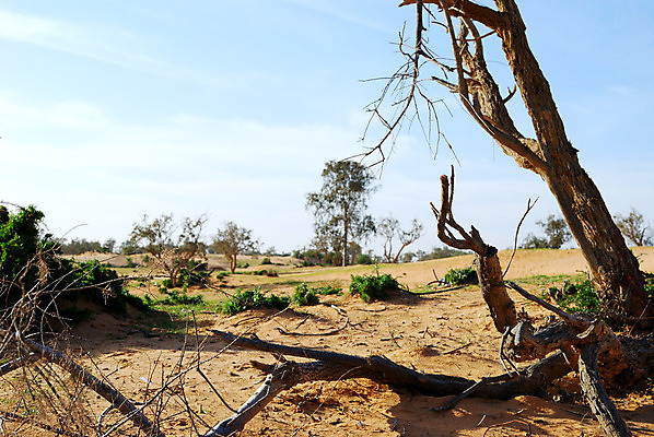 포토 JPG 해외이미지 나무 식물 실루엣 자연 하늘 건조 풍경 사람없음 야외 목재 파란색 검은색 사막 가을 나뭇가지 죽음 심볼 가뭄 내추럴 벌거벗은 재앙 해외202004 해외포토 계절 컬러 재료 날씨 촬영기법 생태계 파일형식 이미지허브