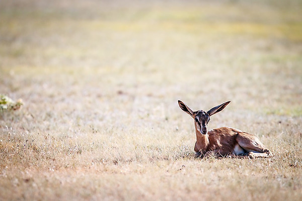 포토 JPG 해외이미지 동물 공원 야생동물 여행 포유류 아프리카 자연 초식동물 뿔 사람없음 야외 달러 아기 황무지 우아함 보호 사파리 영양 남쪽 내추럴 가젤 남아프리카 대패 동물상 사바나 생태학 전국 초식 칼라하리 해외202004 해외포토 공공시설 교육 나라 컨셉 돈 사람 조형물 사막 방향 생태계 파일형식 이미지허브
