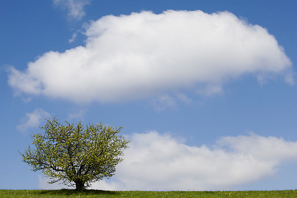 포토 JPG 해외이미지 나무 식물 배너 꽃 백그라운드 밭 자연 하늘 날씨 휴가 파노라마 풍경 사람없음 야외 가로 초록색 여름 파란색 햇빛 태양 평화 환경 맑음 봄 농촌 시골 고독 언덕 수평선 해외202004 해외포토 자연요소 계절 감정 컬러 컨셉 농업 촬영기법 생태계 파일형식 이미지허브