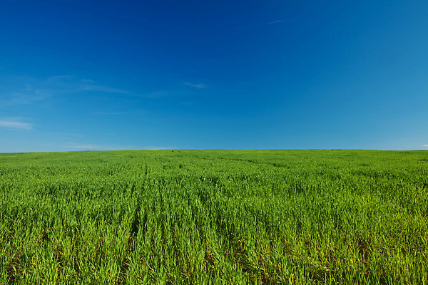 포토 JPG 해외이미지 식물 구름 계절 공원 꽃 백그라운드 밭 농업 자연 하늘 날씨 풍경 잔디 사람없음 야외 가로 초록색 여름 파란색 햇빛 태양 노란색 환경 침묵 봄 시골 땅 심플 조경 장면 넘어짐 무한 평야 수평선 해외202004 해외포토 자연요소 공공시설 산업 컬러 모션 소리 생태계 파일형식 이미지허브