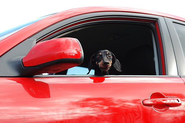 포토 JPG 해외이미지 창문 자동차 사람없음 빨간색 갈색 문 개 작음 해외202004 해외포토 육상교통 컬러 포유류 크기 파일형식 이미지허브