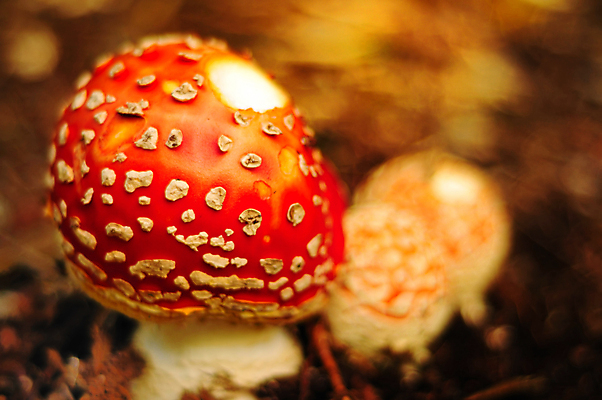 포토 JPG 해외이미지 음식 줄기 패턴 채소 재료 자연 건강 요리 사람없음 빨간색 노란색 버섯 가을 흰색 신선 황금 맛 숲 먹기 유기농 레시피 곰팡이 숙성 식용 채식주의자 해외202004 해외포토 식물 웰빙 계절 컬러 컨셉 무늬 모션 생태계 채식 파일형식 이미지허브