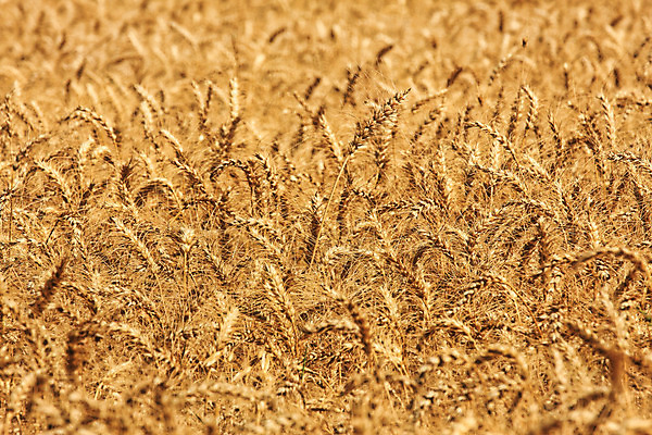 포토 JPG 해외이미지 식물 계절 음식 밭 농업 중동 자연 옥수수 씨앗 사람없음 야외 농작물 농장 노란색 수확 성장 시골 황금 낟알 시리얼 밀 유기농 내추럴 밭일 숙성 이스라엘 호밀 해외202004 해외포토 웰빙 나라 산업 컬러 곡류 생태계 서아시아 파일형식 이미지허브