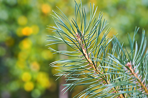 포토 JPG 해외이미지 나무 식물 계절 공원 백그라운드 낙엽 잎 자연 사람없음 야외 목재 초록색 봄 나뭇가지 소나무 소프트포커스 숲 상록수 침엽수 전나무 내추럴 가문비나무 해외202004 해외포토 공공시설 컬러 재료 촬영기법 생태계 파일형식 이미지허브