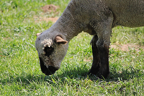 포토 JPG 해외이미지 동물 응시 시선 얼굴 패턴 농업 포유류 자연 털 육류 사람없음 농장 흰색 시골 양 호주 주식 굽기 호기심 부드러움 양고기 바비큐립 노려봄 양모 관심 대칭 방목장 줄서기 해외202004 해외포토 감정 산업 컬러 컨셉 무늬 식재료 모션 표정 신체부위 금융 직물 감각 오세아니아 바비큐 구이 생태계 파일형식 이미지허브