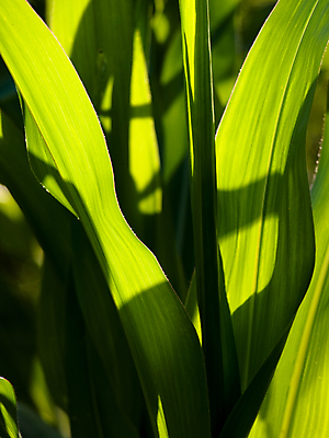 포토 JPG 해외이미지 식물 음식 밭 농업 자연 옥수수 사람없음 초록색 농작물 농장 환경 수확 성장 시골 신선 시리얼 허브 밭일 세련 해외202004 해외포토 산업 컬러 곡류 생태계 파일형식 이미지허브