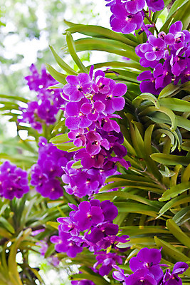 포토 JPG 해외이미지 식물 디자인 꽃잎 꽃 분홍색 꽃다발 잎 꽃무늬 패턴 자연 사람없음 장식 여름 환경 정원 보라색 봄 벚꽃 흰색 나뭇가지 시골 난초 우아함 닫기 배열 제비꽃 보케 향 내추럴 해외202004 해외포토 나무 계절 컬러 컨셉 무늬 모션 생태계 파일형식 이미지허브