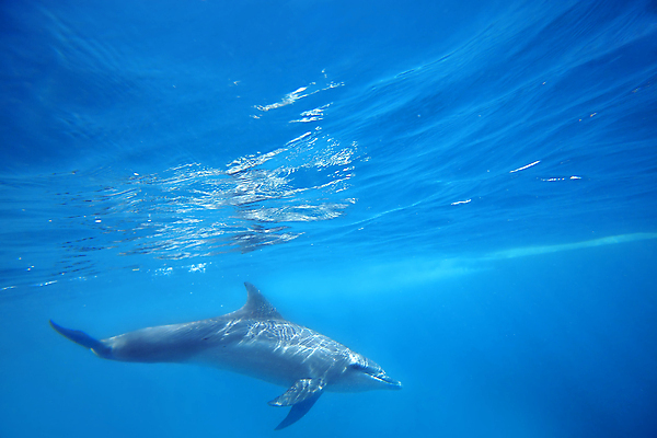 포토 JPG 해외이미지 동물 야생동물 바다 포유류 모션 아프리카 자연 사람없음 물 파란색 수중 수영 거품 그룹 돌고래 다이빙 탄자니아 해외202004 해외포토 자연요소 나라 컬러 수중동물 수상스포츠 생태계 수중스포츠 파일형식 이미지허브