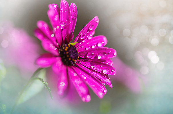 포토 JPG 해외이미지 꽃잎 꽃 백그라운드 잎 꽃무늬 밭 자연 사람없음 초록색 정원 봄 벚꽃 신선 묘사 원예 질감 내추럴 해외202004 해외포토 식물 계절 컬러 무늬 농업 취미 생태계 파일형식 이미지허브