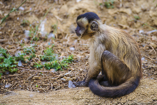 포토 JPG 해외이미지 나무 동물 척추동물 얼굴 야생동물 포유류 자연 생물 털 사람없음 갈색 머리 검은색 습기 나뭇가지 원숭이 표현 입 숲 호기심 꼬리 멸종 유인원 동물상 이국적 해외202004 해외포토 식물 감정 컬러 컨셉 신체부위 조형물 생태계 파일형식 이미지허브