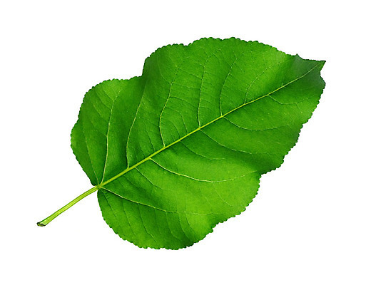 포토 JPG 해외이미지 나무 식물 아이콘 계절 줄기 백그라운드 잎 패턴 채소 자연 프레임 사람없음 초록색 여름 환경 봄 흰색 오브젝트 싱글 유기농 질감 생물학 정맥 고립 미루나무 해외202004 해외포토 웰빙 교육 컬러 무늬 생태계 혈관 파일형식 이미지허브