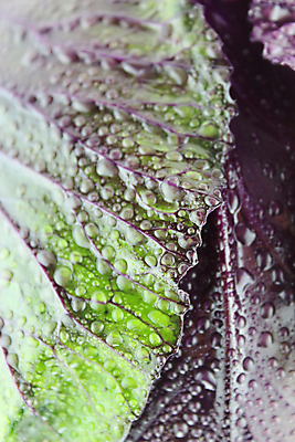 포토 JPG 해외이미지 식물 1 음식 백그라운드 잎 농업 다이어트 채소 재료 자연 건강 사람없음 빨간색 컬러풀 우주 보라색 저녁식사 흰색 신선 닫기 맛 먹기 묘사 싱글 유기농 질감 양배추 날것 슛 섬유 건강식 고립 식용 영양소 해외202004 해외포토 웰빙 산업 컬러 컨셉 모션 식사 직물 생태계 파일형식 이미지허브