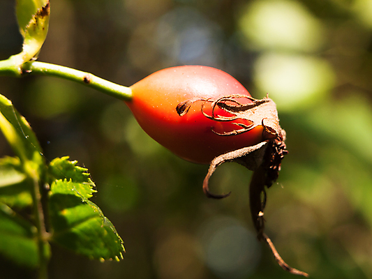 포토 JPG 해외이미지 식물 계절 열매 음식 백그라운드 잎 과일 자연 건강 사람없음 빨간색 초록색 약 장미 가을 나뭇가지 신선 가시 개 달콤 엉덩이 잼 다발 허브 관목 묘사 젤리 내추럴 숙성 치료제 해외202004 해외포토 나무 꽃 컬러 포유류 의학 디저트 신체부위 소스_음식 맛 생태계 파일형식 이미지허브
