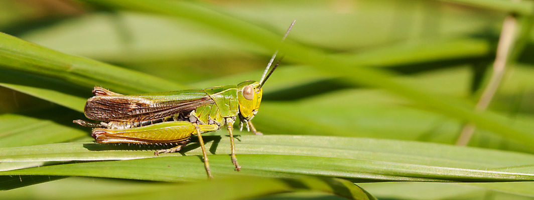 포토 JPG 해외이미지 식물 동물 1 여자 야생동물 곤충 잎 날개 자연 생물 안테나 앉기 사람없음 야외 그래픽 초록색 점프 벌레 작음 묘사 그림 메뚜기 내추럴 동물상 양발 오싹 해외202004 해외포토 컬러 통신 모션 사람 조형물 크기 생태계 파일형식 이미지허브