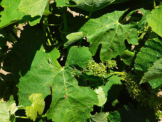 포토 JPG 해외이미지 백그라운드 잎 포도 건강 사람없음 초록색 세트 정원 흰색 수집 유기농 포도나무 내추럴 고립 해외202004 해외포토 식물 웰빙 컬러 과일 과일나무 파일형식 이미지허브