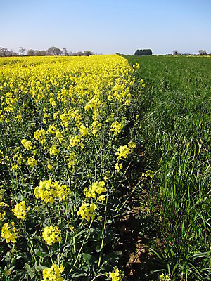 포토 JPG 해외이미지 식물 꽃 농업 자연 하늘 사람없음 파란색 노란색 환경 봄 벚꽃 해외202004 해외포토 계절 산업 컬러 생태계 파일형식 이미지허브