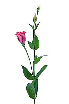 포토 JPG 해외이미지 줄기 잎 실내 사람없음 장미 꽃봉오리 흰배경 해외202004 해외포토 식물 꽃 백그라운드 내부 흰색 파일형식 이미지허브