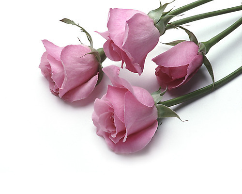 포토 JPG 해외이미지 식물 꽃 분홍색 꽃무늬 사람없음 장미 흰색 다발 배열 해외202004 해외포토 컬러 무늬 파일형식 이미지허브