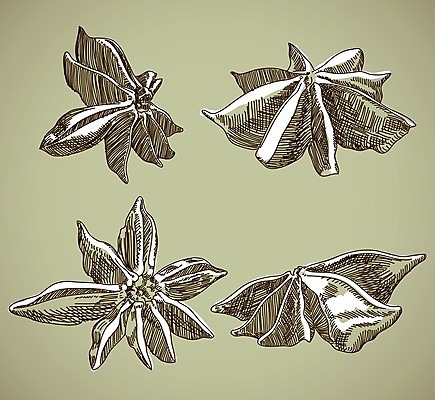 EPS 해외이미지 식물 손 디자인 아시아 별 음식 백그라운드 일러스트 건조 요리 미술 씨앗 세트 갈색 식당 수확 양념 그리기 그룹 맛 먹기 향신료 묘사 준비 그림 질감 복고 향 성분 내추럴 꼬투리 옛날 이국적 해외202004 해외일러스트 자연요소 나라 컬러 컨셉 농업 모션 문화예술 신체부위 상점 향미료 파일형식 벡터 이미지허브