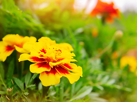 포토 JPG 해외이미지 식물 꽃잎 꽃 백그라운드 잎 오렌지 자연 사람없음 야외 초록색 햇빛 태양 노란색 정원 벚꽃 침대 개화 선택 원예 화단 내추럴 블러 해외202004 해외포토 자연요소 컬러 가구 컨셉 과일 취미 생태계 파일형식 이미지허브