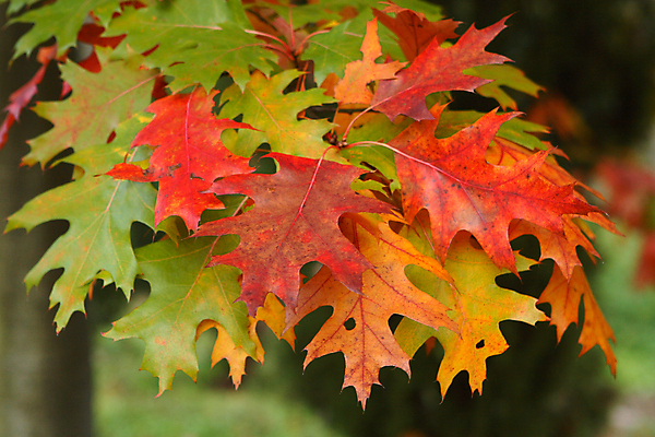 포토 JPG 해외이미지 나무 식물 계절 단풍 잎 오렌지 자연 사람없음 야외 빨간색 초록색 갈색 노란색 젖음 가을 나뭇가지 황금 떨어짐 숲 9월 11월 수집 생물학 그라데이션 추수감사절 정맥 10월 멀티 해외202004 해외포토 교육 기독교 컬러 컨셉 과일 날짜 생태계 혈관 파일형식 이미지허브