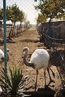 포토 JPG 해외이미지 나무 동물 공원 여자 얼굴 야생동물 여행 모션 아프리카 자연 조류 하늘 동물원 사람없음 야외 파란색 컬러풀 달리기 농장 머리 흰색 뜨거움 황무지 우아함 닫기 보호 큼 사파리 깃털 속도 호기심 부리 목 타조 내추럴 동물상 우간다 해외202004 해외포토 식물 공공시설 감정 나라 컬러 컨셉 농업 사람 신체부위 조형물 크기 생태계 파일형식 이미지허브