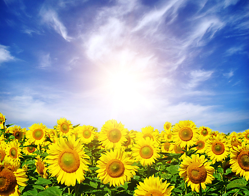 포토 JPG 해외이미지 식물 꽃 문화 지구 밭 농업 자연 하늘 해바라기 풍경 사람없음 야외 초록색 파란색 농장 노란색 맑음 활발 성장 시골 장면 흐림 해외202004 해외포토 산업 컬러 컨셉 날씨 생태계 파일형식 이미지허브