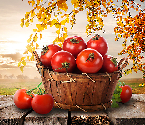 포토 JPG 해외이미지 주간 토마토 하늘 사람없음 야외 바구니 가을풍경 가을 나뭇가지 담기 은행잎 해외202004 해외포토 자연요소 나무 계절 잎 채소 모션 풍경 파일형식 가을_계절 이미지허브