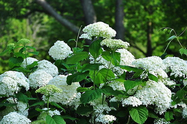 포토 JPG 해외이미지 식물 꽃잎 꽃 사람없음 정원 벚꽃 흰색 큼 수국 해외202004 해외포토 컬러 크기 파일형식 이미지허브