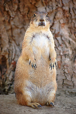 포토 JPG 해외이미지 동물 1 응시 야생동물 포유류 가족 동물원 서기 사람없음 세로 갈색 미국 표현 닫기 개 설치류 비만 호기심 싱글 경보 해외202004 해외포토 시선 감정 컬러 컨셉 북아메리카 관계 모션 몸매 파일형식 이미지허브
