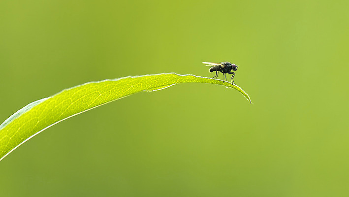 포토 JPG 해외이미지 식물 동물 야생동물 곤충 잎 날개 자연 휴식 사람없음 초록색 닫기 해충 벌레 작음 자연백그라운드 장면 해외202004 해외포토 컬러 백그라운드 컨셉 모션 크기 생태계 파일형식 이미지허브