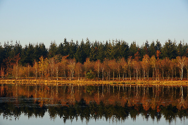 포토 JPG 해외이미지 나무 계절 공원 호수 백그라운드 자연 풍경 사람없음 목재 초록색 물 빛 반사 환경 가을 황무지 숲 네덜란드 장면 내추럴 해외202004 해외포토 자연요소 식물 공공시설 유럽 컬러 재료 생태계 파일형식 이미지허브