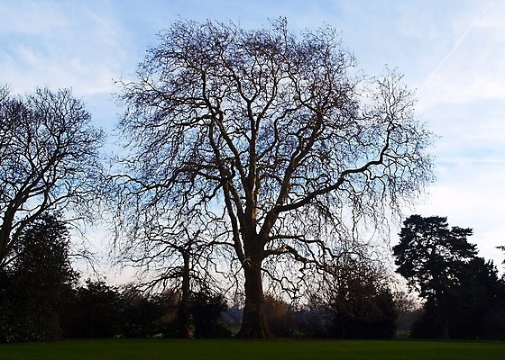 포토 JPG 해외이미지 모양 나무 겨울 농업 하늘 사람없음 파란색 농장 농경지 시골 클래식 숲 재 플라타너스 해외202004 해외포토 식물 계절 산업 컬러 컨셉 파일형식 이미지허브
